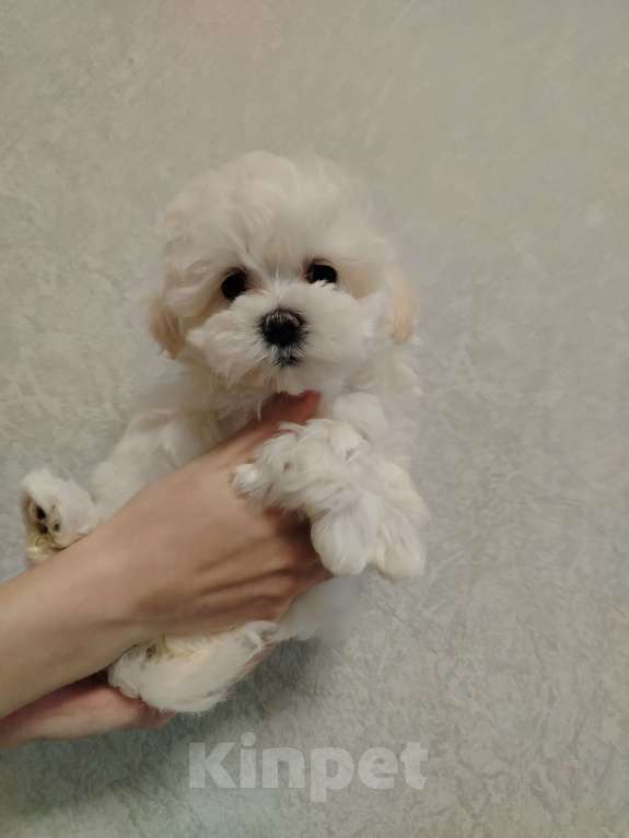 Собаки в Москве: Мальтипу ф 1 Девочка, 55 000 руб. - фото 4