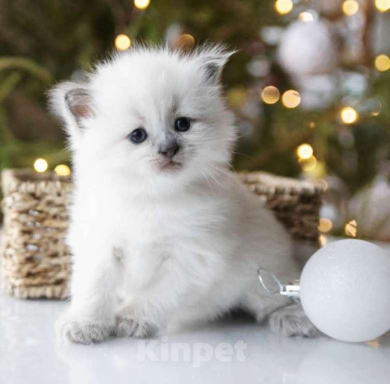 Кошки в Москве: Рэгдолл девочки к новому году  Девочка, 80 000 руб. - фото 1