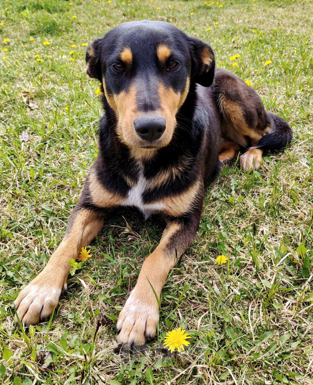 Собаки в Краснодаре: Отдадим в добрые руки Девочка, Бесплатно - фото 2