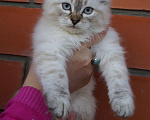 Кошки в Краснодаре: Котята Невская маскарадная color point blue пушистый кот Мальчик, 26 000 руб. - фото 4