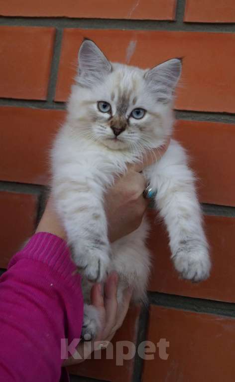 Кошки в Краснодаре: Котята Невская маскарадная color point blue пушистый кот Мальчик, 26 000 руб. - фото 4