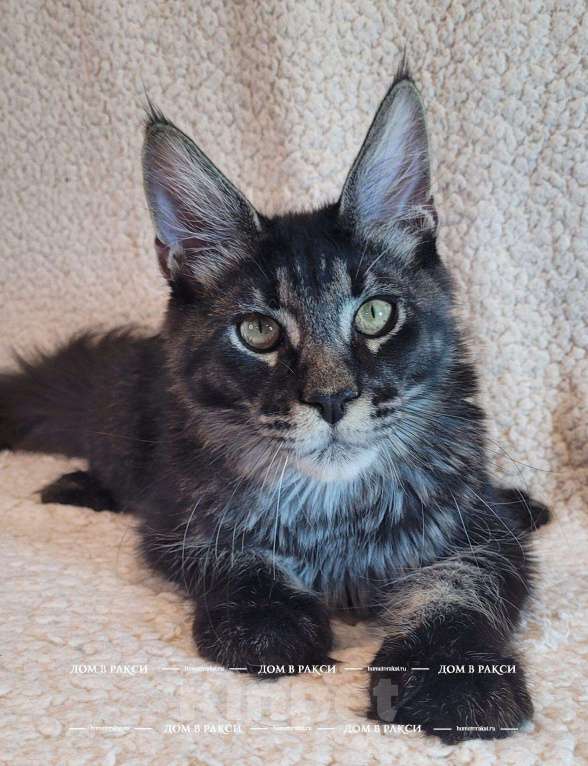 Кошки в других городах Ленинградской области: Кот мейн-кун Y Lucik Raksi Line Мальчик, Бесплатно - фото 2
