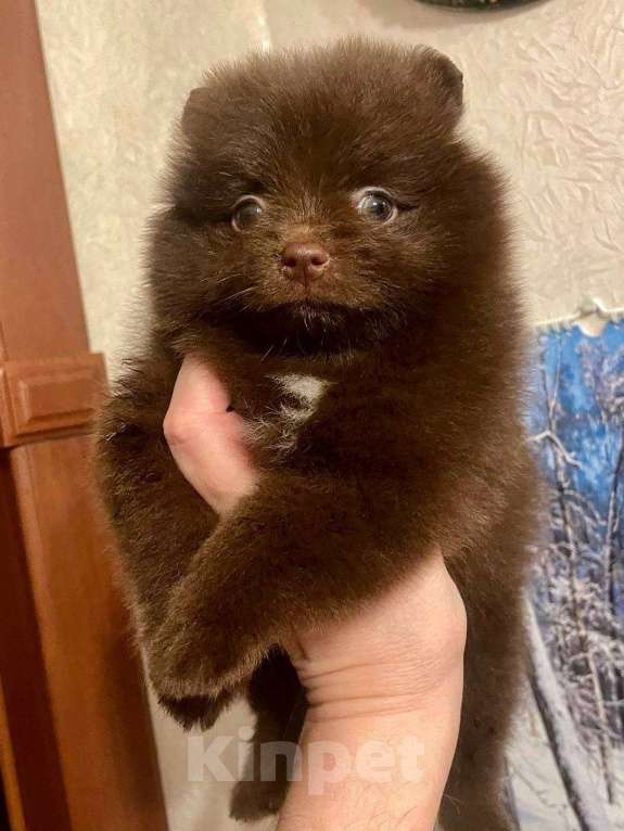 Собаки в Москве: Девочка мини-шпиц  Девочка, 40 000 руб. - фото 2