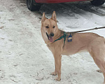 Собаки в Зеленодольске: Отдам собаку в добрые руки Девочка, 1 руб. - фото 1