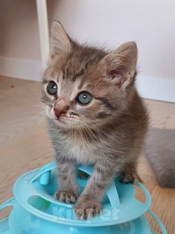 Кошки в Красногорске: Котенок девочка 1,5 месяца ищет дом Девочка, Бесплатно - фото 3