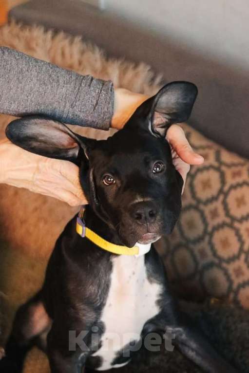 Собаки в Москве: Ищут семью трое щенков Kaнe Kорсо и их мама Лиси! Мальчик, Бесплатно - фото 2