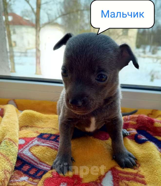 Собаки в Вышнем Волочке: Продам Щенков Разнополые, 17 000 руб. - фото 3