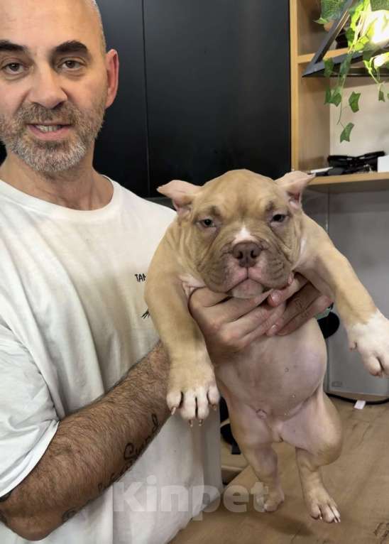 Собаки в Кирове: Американские булли Разнополые, 100 000 руб. - фото 7