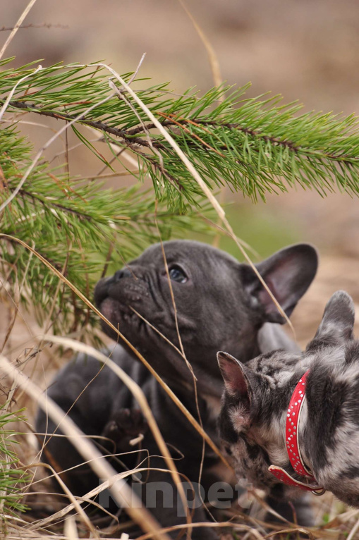 Собаки в Москве: Девочки француженки Девочка, 40 000 руб. - фото 4