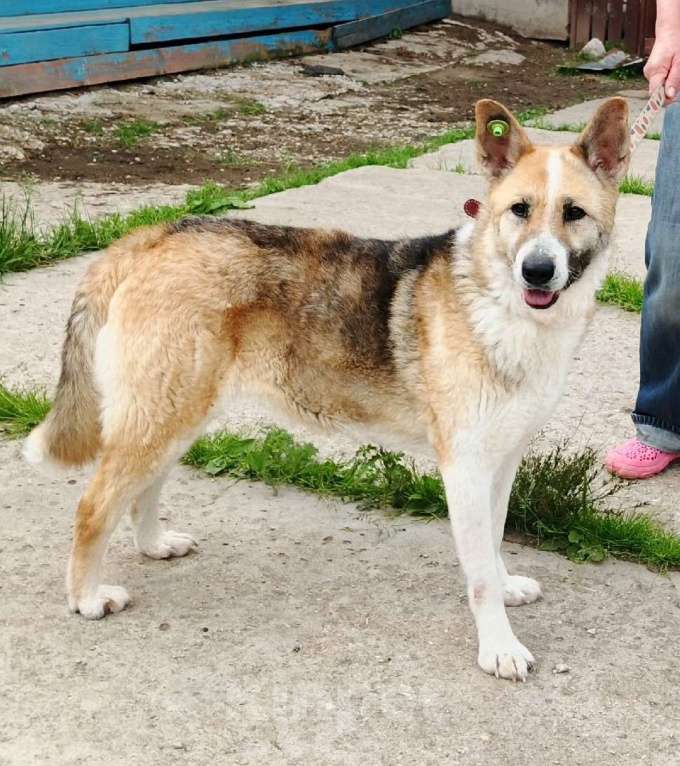 Собаки в Москве: Супер позитивная девчонка Зира ищет своего ЧЕЛОВЕКА  Девочка, Бесплатно - фото 3