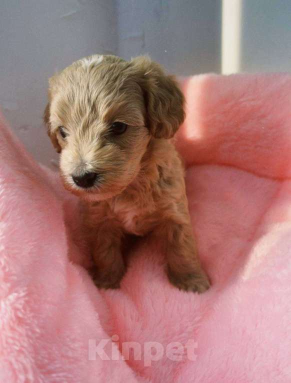 Собаки в Новосибирске: Мальтипу F1 девочка Девочка, 150 000 руб. - фото 3