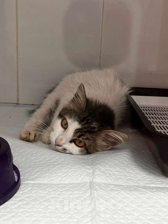 Кошки в Москве: Кася. Кассандра. Кассиопея! Девочка, Бесплатно - фото 8