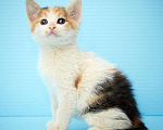 Кошки в Ливны: Котенок в надёжные и любящие руки!!, 50 руб. - фото 1