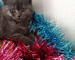 Кошки в Малмыже: Шотландские чистокровные котята Новогодние подарки, 4 000 руб. - фото 2