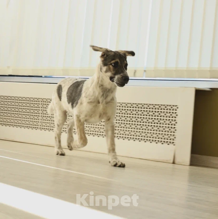 Собаки в Москве: Ищет семью скромная пятнистая девочка Девочка, Бесплатно - фото 6