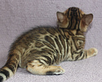 Кошки в Барнауле: Бенгальские котята Девочка, 20 000 руб. - фото 3