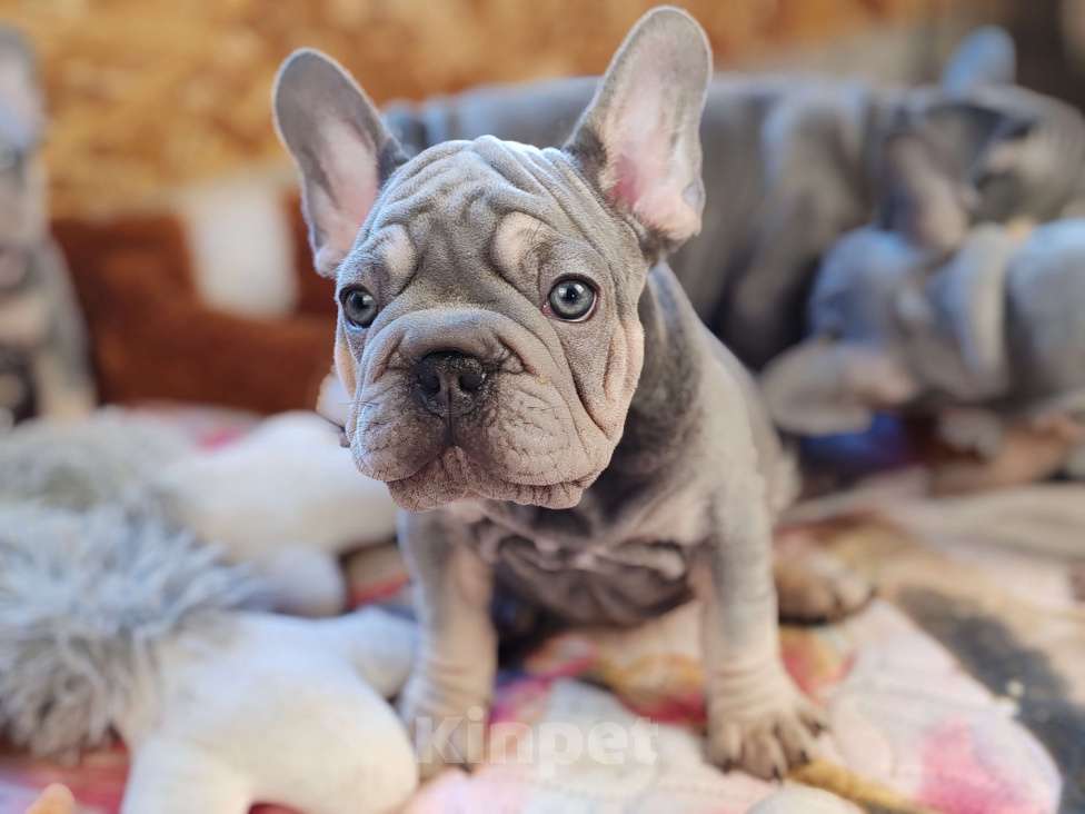 Собаки в Санкт-Петербурге: Шикарный лиловый мальчик Мальчик, 80 000 руб. - фото 9