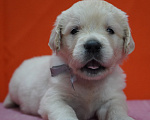 Собаки в Санкт-Петербурге: Щенки золотистого ретривера Мальчик, Бесплатно - фото 4