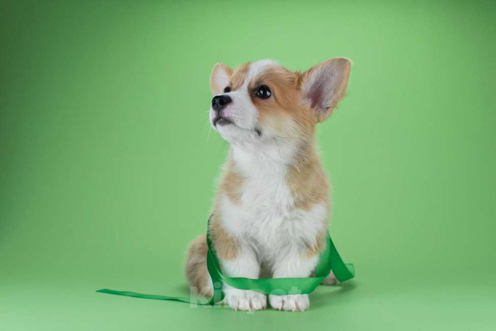 Собаки в Москве: Щенки вельш-корги пемброк Мальчик, 45 000 руб. - фото 3