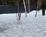 Собаки в Мытищах: Собака в добрые руки Девочка, Бесплатно - фото 3