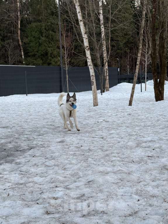 Собаки в Мытищах: Собака в добрые руки Девочка, Бесплатно - фото 3