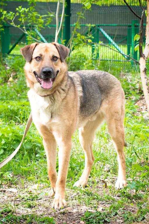 Собаки в Москве: Ермолай. Был предан, но хочет верить Мальчик, Бесплатно - фото 4