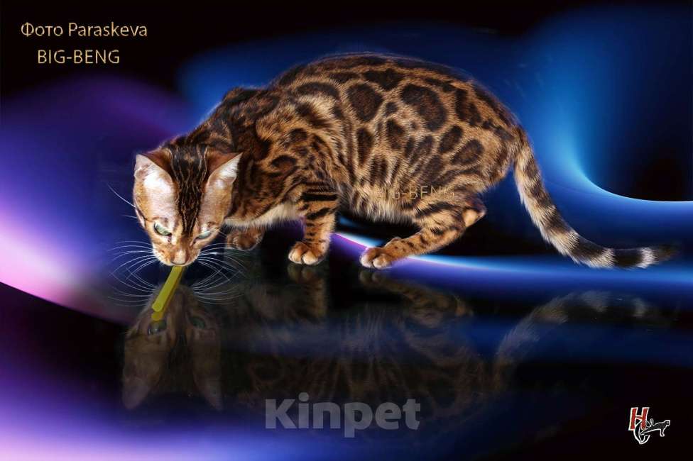 Кошки в Санкт-Петербурге: Бегальский мальчик 3 месяца Мальчик, 40 000 руб. - фото 6