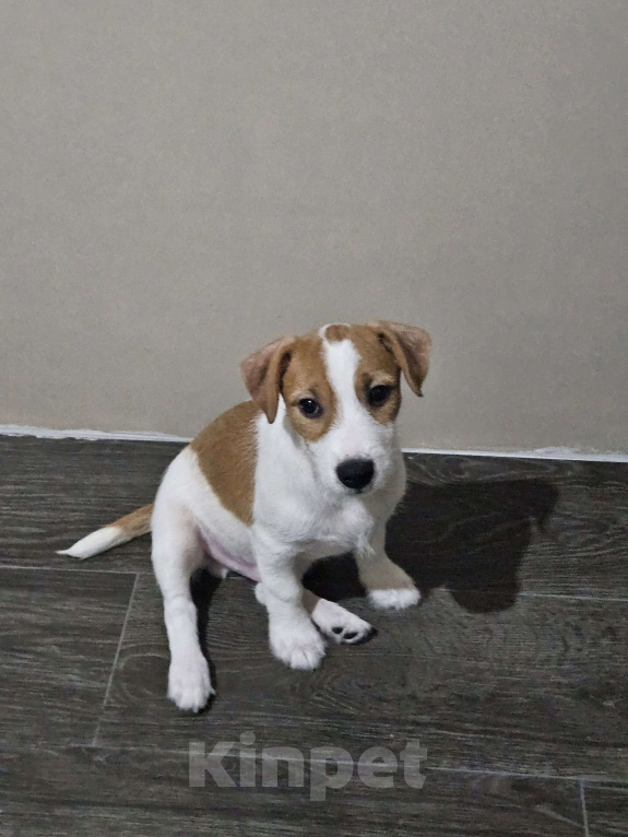 Собаки в Высоковске: Джек-рассел-терьер Мальчик, 40 000 руб. - фото 1