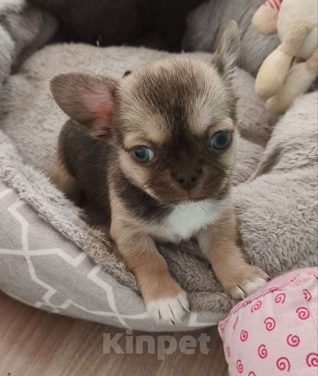 Собаки в Москве: 🐕 Кобель чихуахуа (стандарт) для племенного использования – бело-голубой, РКФ Мальчик, 10 000 руб. - фото 5