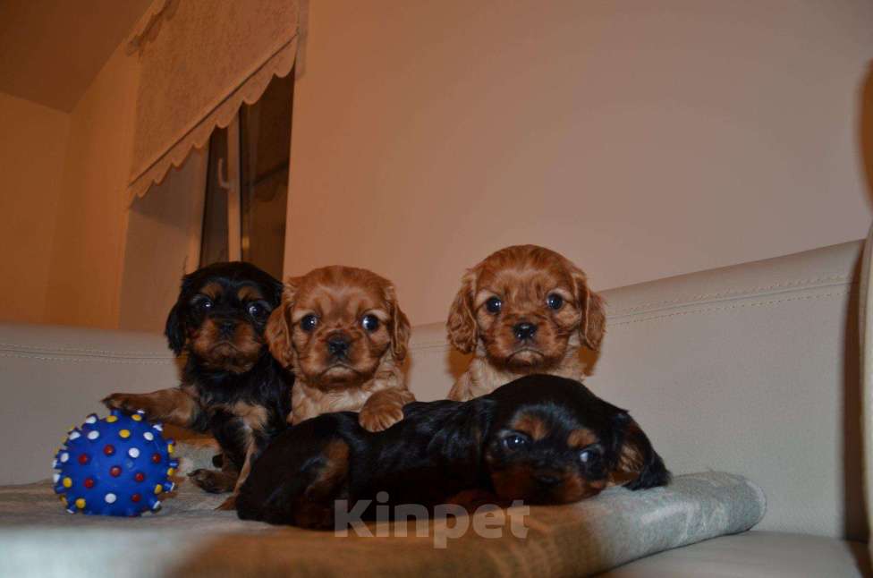 Собаки в Москве: Спаниель кавалер кинг чарльз, 47 000 руб. - фото 1