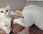 Кошки в Нижнем Новгороде: Кошечка Девочка, 20 000 руб. - фото 3
