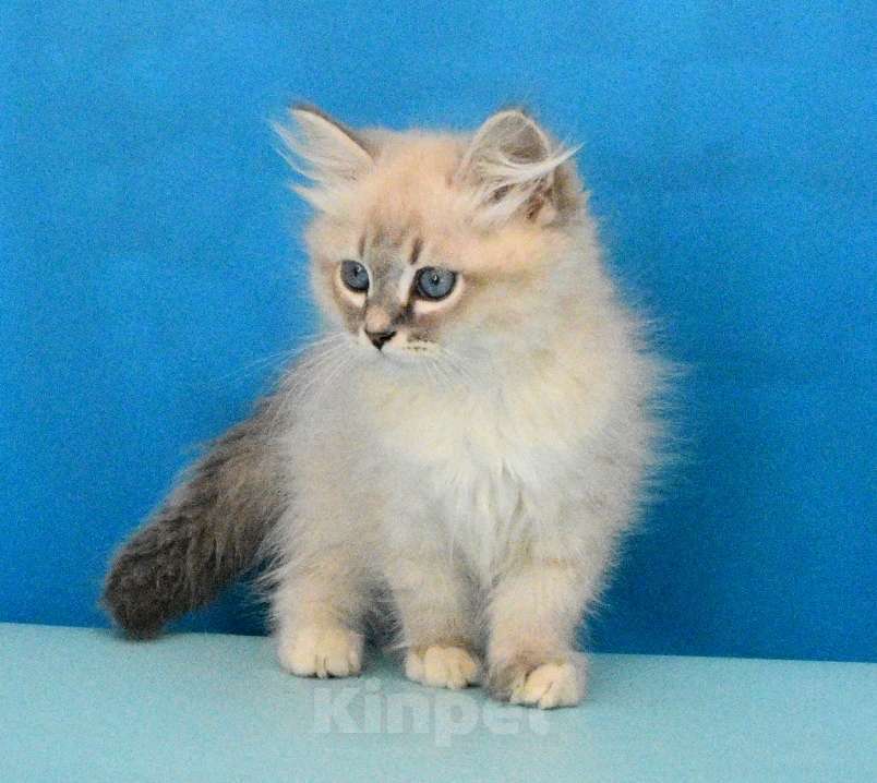 Кошки в Москве: Синеглазый красавчик Парамон Мальчик, Бесплатно - фото 8