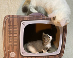 Кошки в Москве: Котята манчкин Разнополые, Бесплатно - фото 6