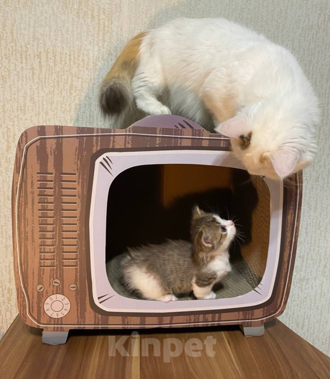 Кошки в Москве: Котята манчкин Разнополые, Бесплатно - фото 6