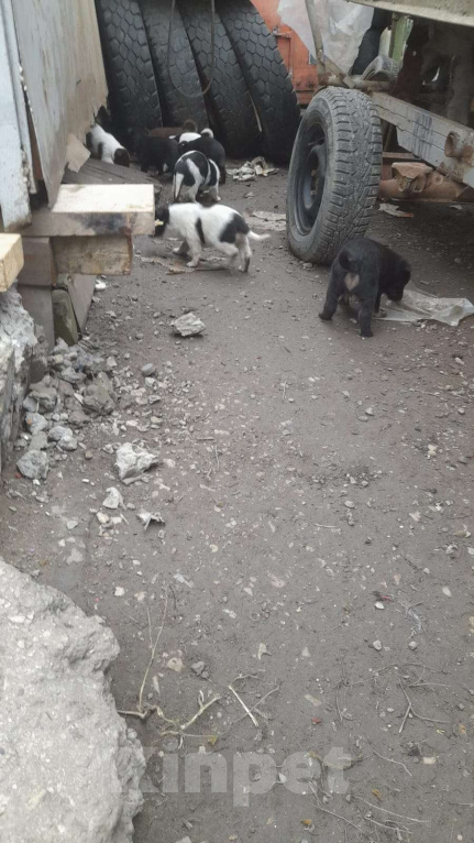 Собаки в Самаре: Даром Мальчик, Бесплатно - фото 2