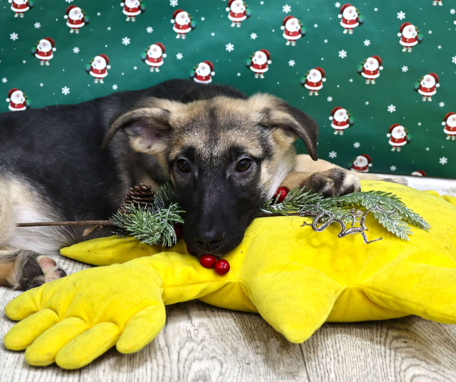 Собаки в Москве: Щенки бесплатно в Москве Девочка, Бесплатно - фото 2