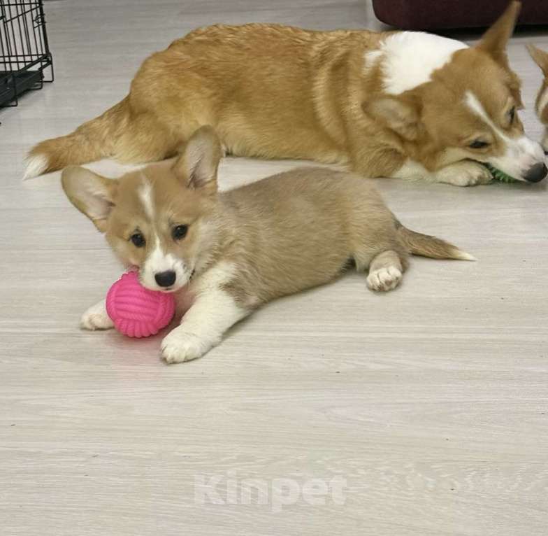 Собаки в Воронеже: Девочка 2,5 мес Девочка, Бесплатно - фото 8