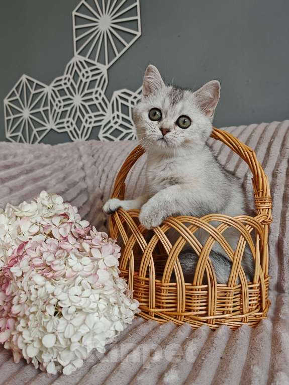 Кошки в Москве: Длинношертсные шотландские котята Девочка, 65 000 руб. - фото 8