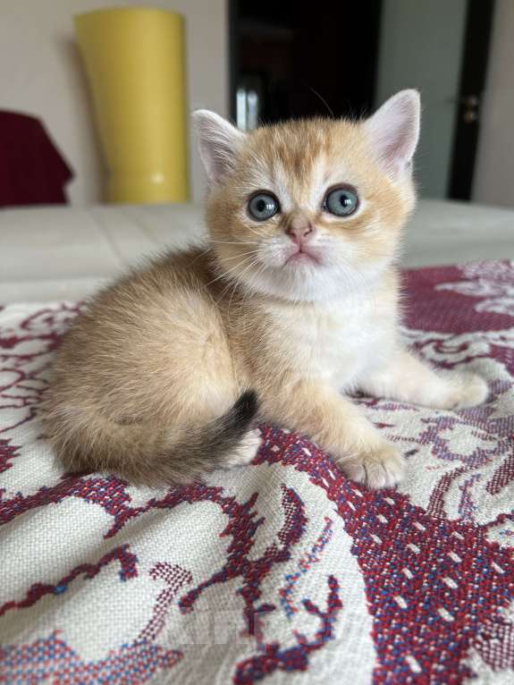 Кошки в Казани: Кошечка Девочка, 25 000 руб. - фото 1