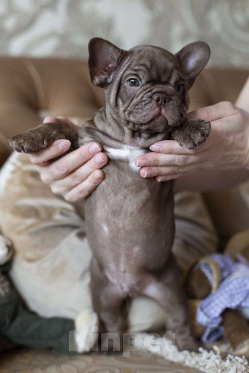 Собаки в Москве: Французский бульдог, щенок Мальчик, 50 000 руб. - фото 5