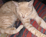 Кошки в Рязани: Котик в добрые руки Мальчик, Бесплатно - фото 7