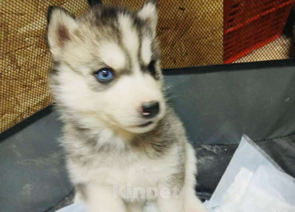 Собаки в Воскресенске: Щеночки хаски Девочка, Бесплатно - фото 2