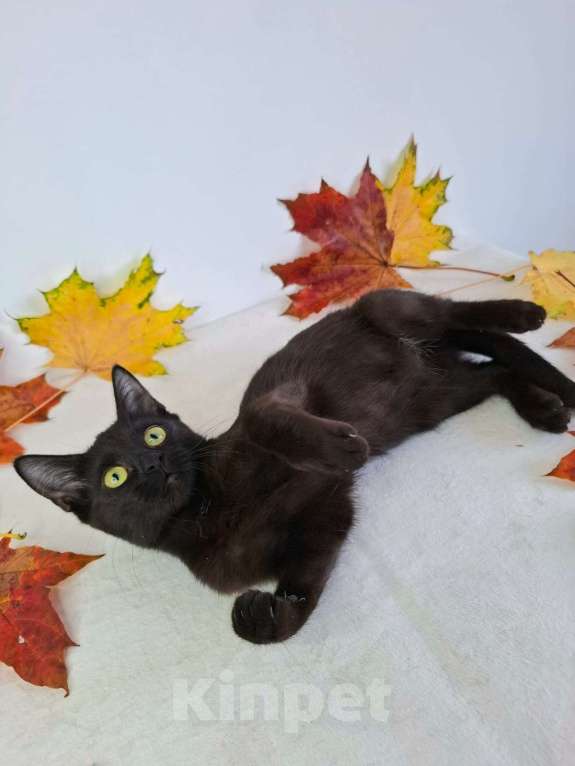 Кошки в Москве: Котёнок-подросток в добрые руки  Девочка, Бесплатно - фото 2