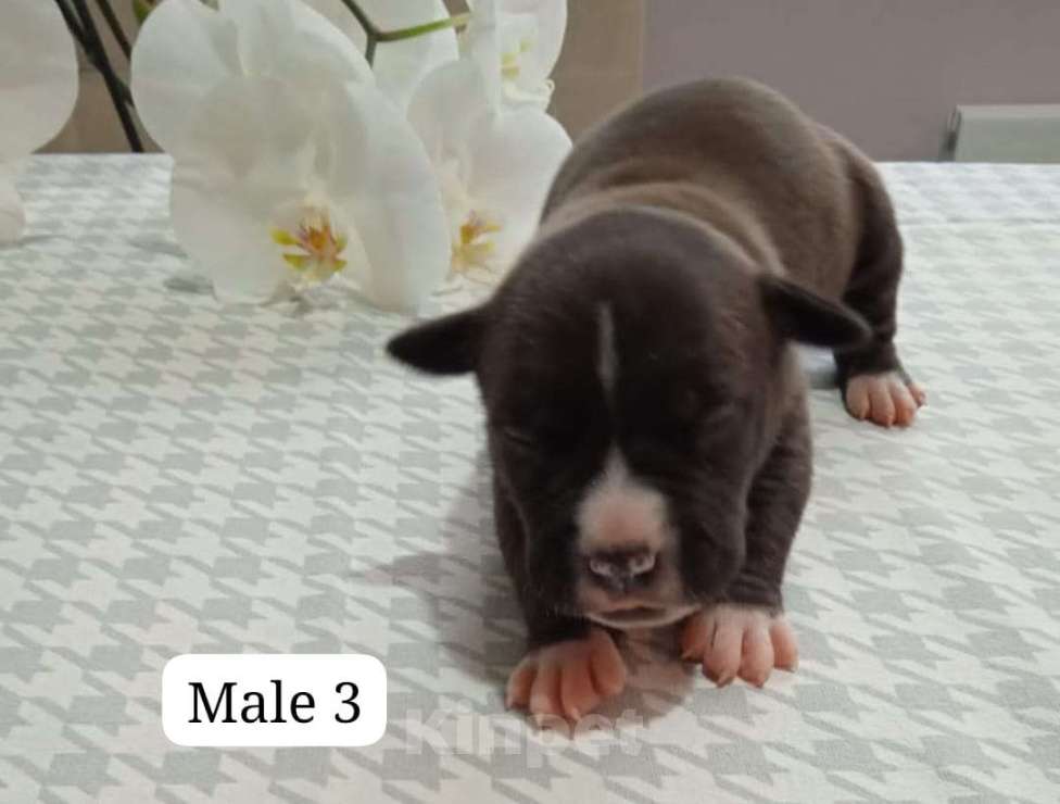 Собаки в Краснодаре: Щенки амстаффа документы РКФ Девочка, 50 000 руб. - фото 6