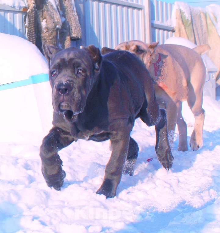 Собаки в Костроме: Два щенка кане корсо. Девочки Девочка, 60 000 руб. - фото 5