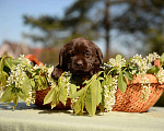Собаки в Санкт-Петербурге: Шоколадная девочка  Девочка, 45 000 руб. - фото 3