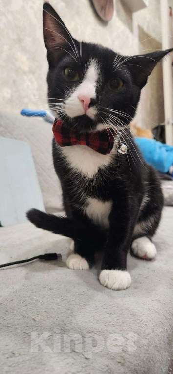 Кошки в Санкт-Петербурге: Ласковый кот в добрые руки Мальчик, Бесплатно - фото 5