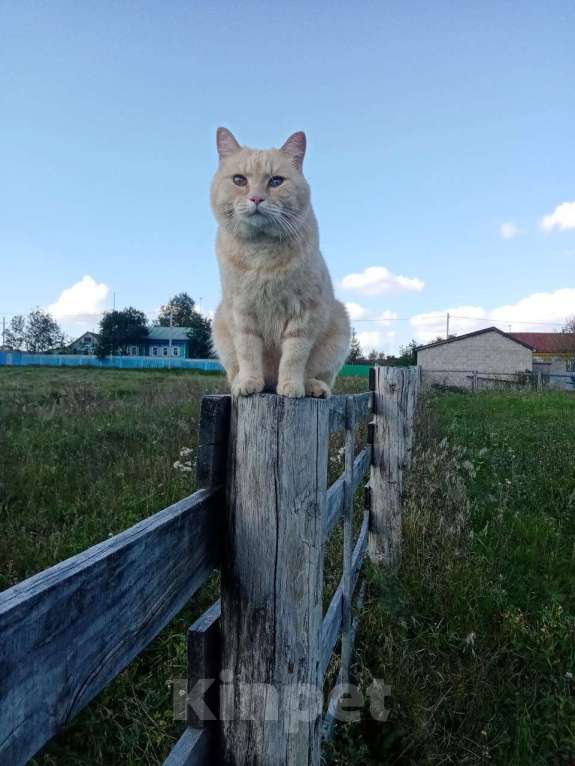 Кошки в Уфе: Боня Девочка, 10 000 руб. - фото 2