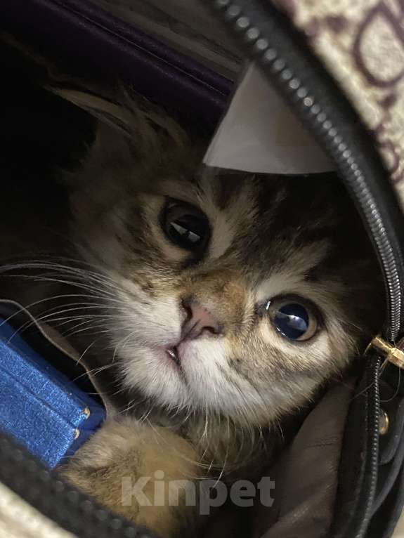 Кошки в Махачкале: Отдам котёнка в добрые руки!!! Девочка, Бесплатно - фото 10