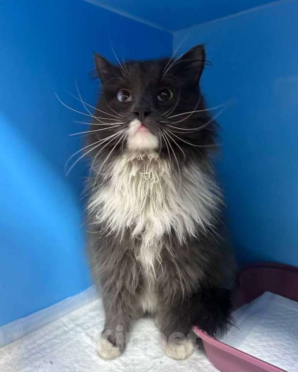 Кошки в Москве: Срочный поиск дома для бывшедомашнего породистого котика Мальчик, Бесплатно - фото 2